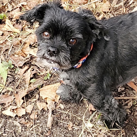 Meet your Posher, Deanna Sue - Picture 6 of 8